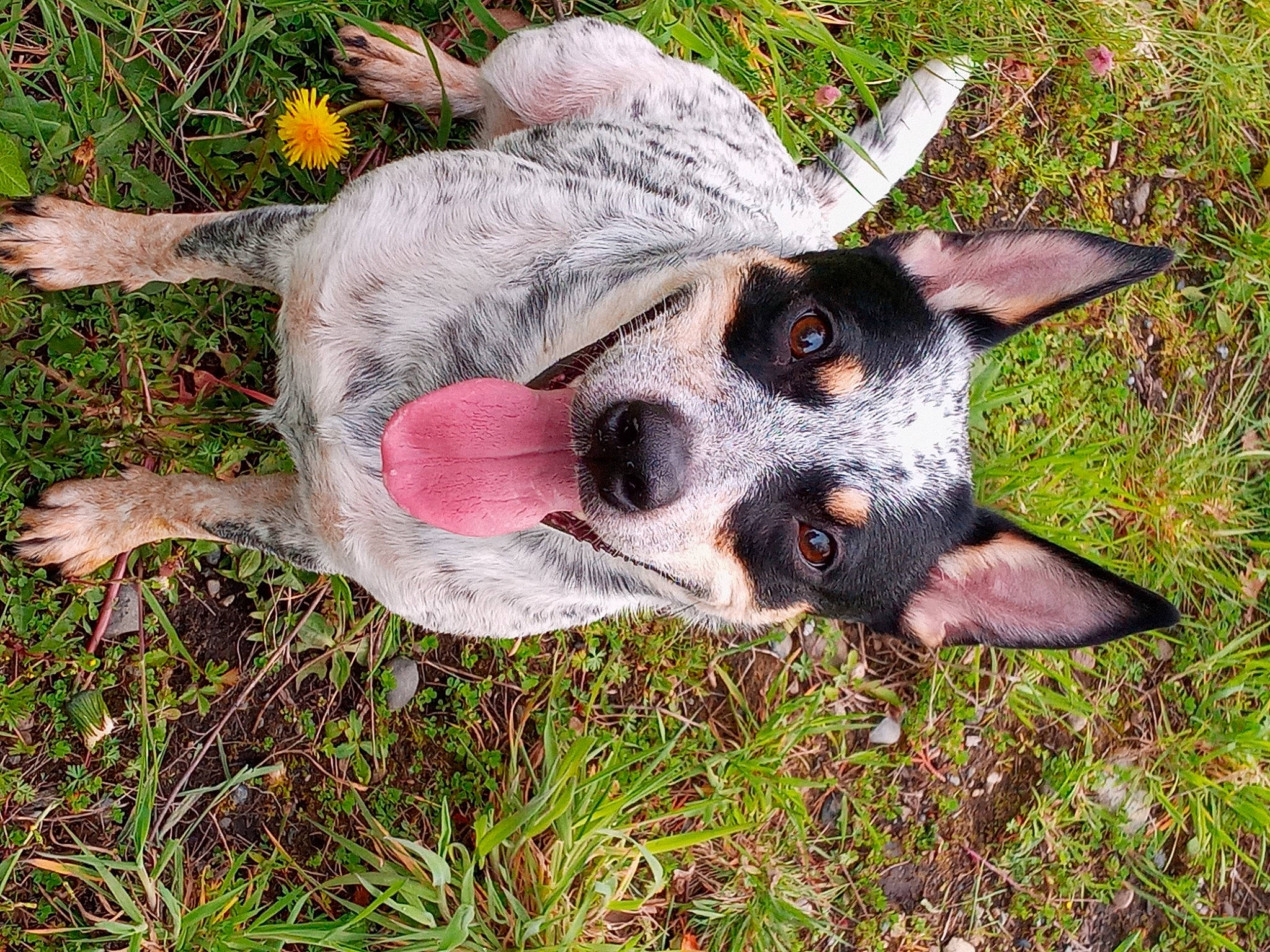Bonnie joined the competition — help win amazing prizes! australian_cattle_dog, australian_stumpy_tail_cattle_dog, canidae, carnivore, companion_dog, dog, dog_breed, dog_supply, fawn, grass, groundcover, koolie, plant, snout, sporting_group, terrestrial_animal, texas_heeler, whiskers, working_animal, working_dog
