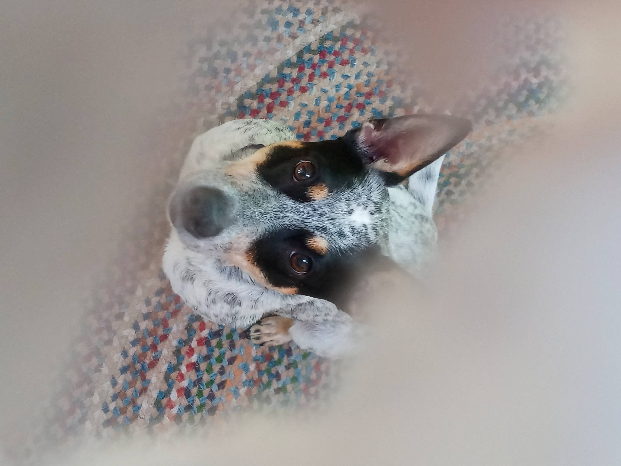 Bonnie is registered to the contest to win money with this photo: canidae, carnivore, companion_dog, dog, dog_breed, ear, grey, paw, sporting_group, terrestrial_animal, whiskers, working_animal