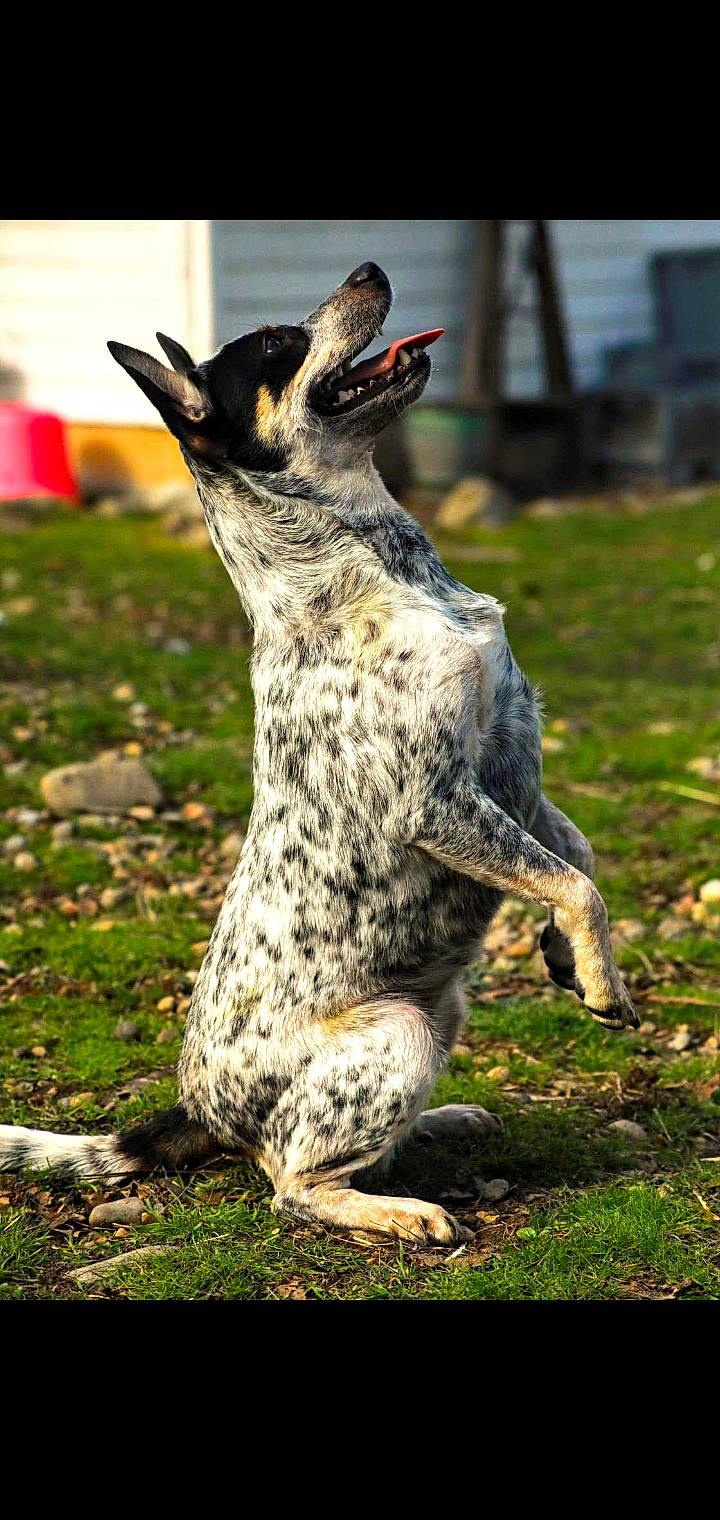 Bonnie is registered to the contest to win money with this photo: canidae, carnivore, claw, dog_breed, felidae, fur, grass, plant, small_to_medium_sized_cats, snout, soil, sporting_group, tail, terrestrial_animal, whiskers, wildlife