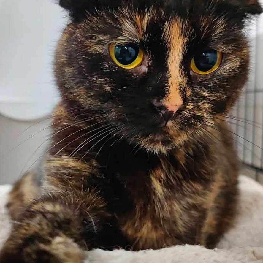 Raphia participe au concours pour gagner de l'argent avec cette photo : cat, tortoiseshell, pet, animal, close_up, yellow_eyes, feline, whiskers, fur, cute, indoor, resting, soft, blanket, portrait, looking, cozy, domestic, mammal, face