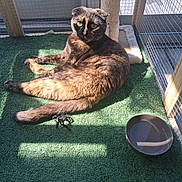 Raphia a rejoint le concours — aidez-le/la à gagner de superbes lots ! cat, tortoiseshell_cat, feline, pet, animal, scratching_post, water_bowl, food_bowl, green_turf, sunlight, indoor, enclosure, mesh_fence, resting, relaxed, fur, whiskers, ears, tail, eyes