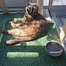 cat, tortoiseshell_cat, feline, pet, animal, scratching_post, water_bowl, food_bowl, green_turf, sunlight, indoor, enclosure, mesh_fence, resting, relaxed, fur, whiskers, ears, tail, eyes