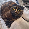 Raphia a rejoint le concours — aidez-le/la à gagner de superbes lots ! cat, tortoiseshell, yellow_eyes, pet, animal, cozy, blanket, fur, whiskers, cute, domestic_cat, resting, indoor, soft_texture, curled_up, close_up, relaxed, feline, portrait, looking