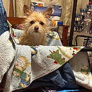 Daisy Joy is registered to the contest to win money with this photo: animal, blanket, brown_dog, chair, cozy, curious, dog, furniture, household_items, indoor, looking, paper_towels, pet, portrait, scruffy, seated, small_dog, towel, water_bottle, wrapped