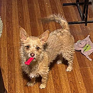 Daisy Joy joined the competition — help win amazing prizes! animal, brown, cute, dog, domestic, ears, flooring, fur, indoor, looking, mouth, pet, pet_toy, playful, plush_toy, small_dog, standing, tail, toy, wooden_floor