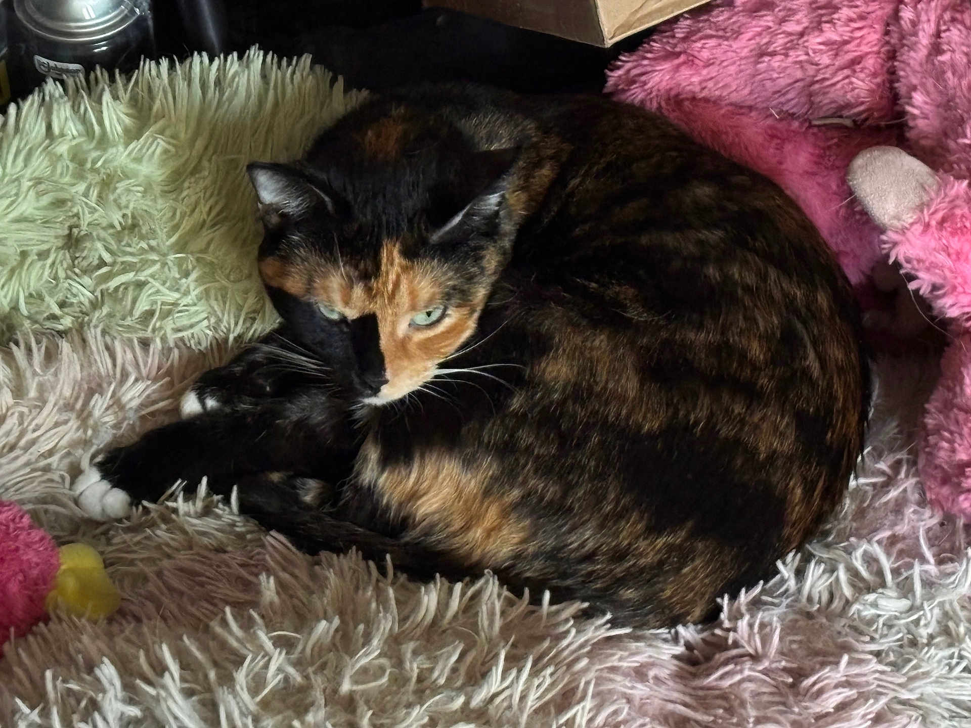 Calamity joined the competition — help win amazing prizes! cat, calico, fluffy_rug, plush_toy, cozy, sleepy, indoor, pet, fur, whiskers, curled_up, home, relaxed, animal, mammal, soft_texture, resting, cute, domestic_cat, feline