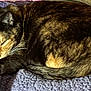 Calamity is registered to the contest to win money with this photo: cat, tortoiseshell, sleeping, cozy, blanket, purple, fur, pet, animal, resting, domestic_cat, whiskers, paw, tail, indoor, soft, relaxation, cute, nap, sunlight