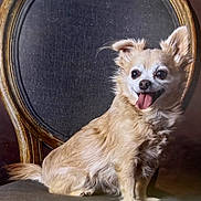 Bruno is registered to the contest to win money with this photo: dog, small_dog, fluffy_fur, chair, vintage_chair, wooden_chair, pet, cute, happy, tongue_out, ears_up, sitting, indoor, portrait, animal, fur, smiling, companion, domestic_animal, canine