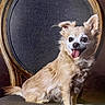 Bruno is registered to the contest to win money with this photo: dog, small_dog, fluffy_fur, chair, vintage_chair, wooden_chair, pet, cute, happy, tongue_out, ears_up, sitting, indoor, portrait, animal, fur, smiling, companion, domestic_animal, canine