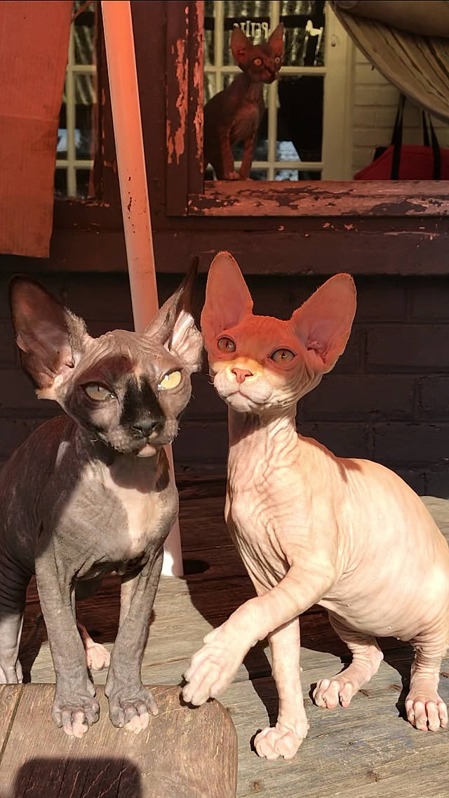 Pépita a rejoint le concours — aidez-le/la à gagner de superbes lots ! carnivore, cat, cornish_rex, devon_rex, donskoy, felidae, kitten, mammal, oriental_shorthair, peterbald, rex_cat, small_to_medium_sized_cats, snout, sphynx, ukrainian_levkoy, vertebrate, whiskers