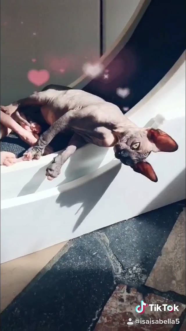 Pépita a rejoint le concours — aidez-le/la à gagner de superbes lots ! cool, photography