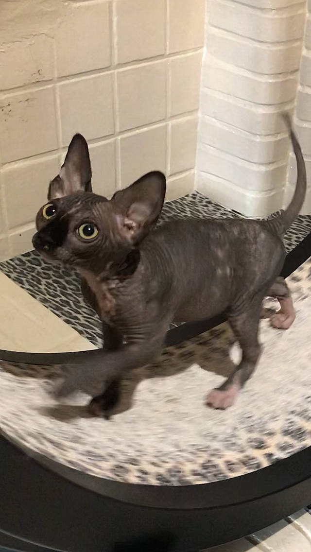 Pépita participe au concours pour gagner de l'argent avec cette photo : carnivore, cat, cornish_rex, devon_rex, donskoy, felidae, german_rex, kitten, mammal, peterbald, rex_cat, small_to_medium_sized_cats, snout, sphynx, vertebrate, whiskers