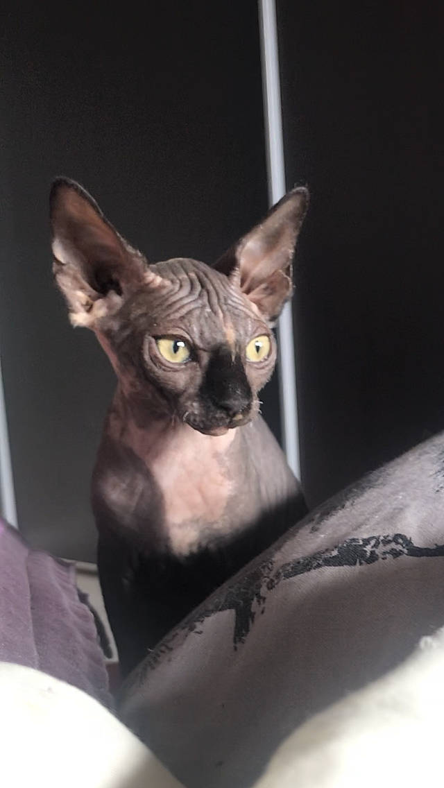 Pépita participe au concours pour gagner de l'argent avec cette photo : asian, carnivore, cat, cornish_rex, devon_rex, donskoy, ear, felidae, kitten, mammal, oriental_longhair, oriental_shorthair, peterbald, rex_cat, small_to_medium_sized_cats, sphynx, ukrainian_levkoy, vertebrate, whiskers