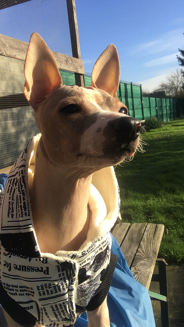 Lybertine a rejoint le concours — aidez-le/la à gagner de superbes lots ! ancient_dog_breeds, basenji, canidae, carnivore, carolina_dog, dog, dog_breed, fawn, gull_terr, ibizan_hound, mammal, non_sporting_group, pariah_dog, snout, thai_ridgeback, vertebrate, whiskers