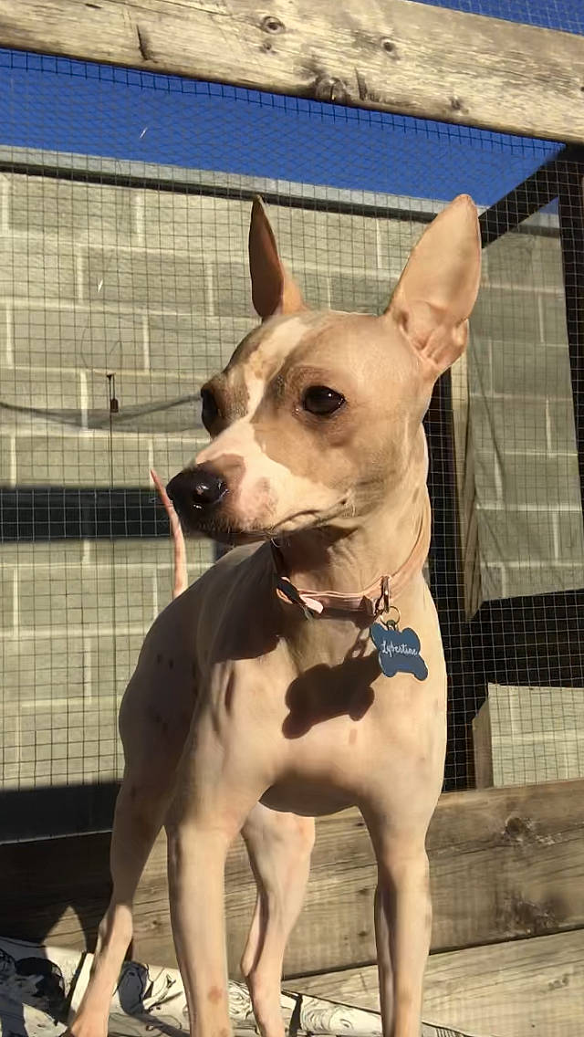 Lybertine a rejoint le concours — aidez-le/la à gagner de superbes lots ! american_hairless_terrier, ancient_dog_breeds, canidae, carnivore, dog, dog_breed, fawn, feist, mammal, non_sporting_group, pit_bull, rare_breed_dog, snout, sporting_group, thai_ridgeback, vertebrate