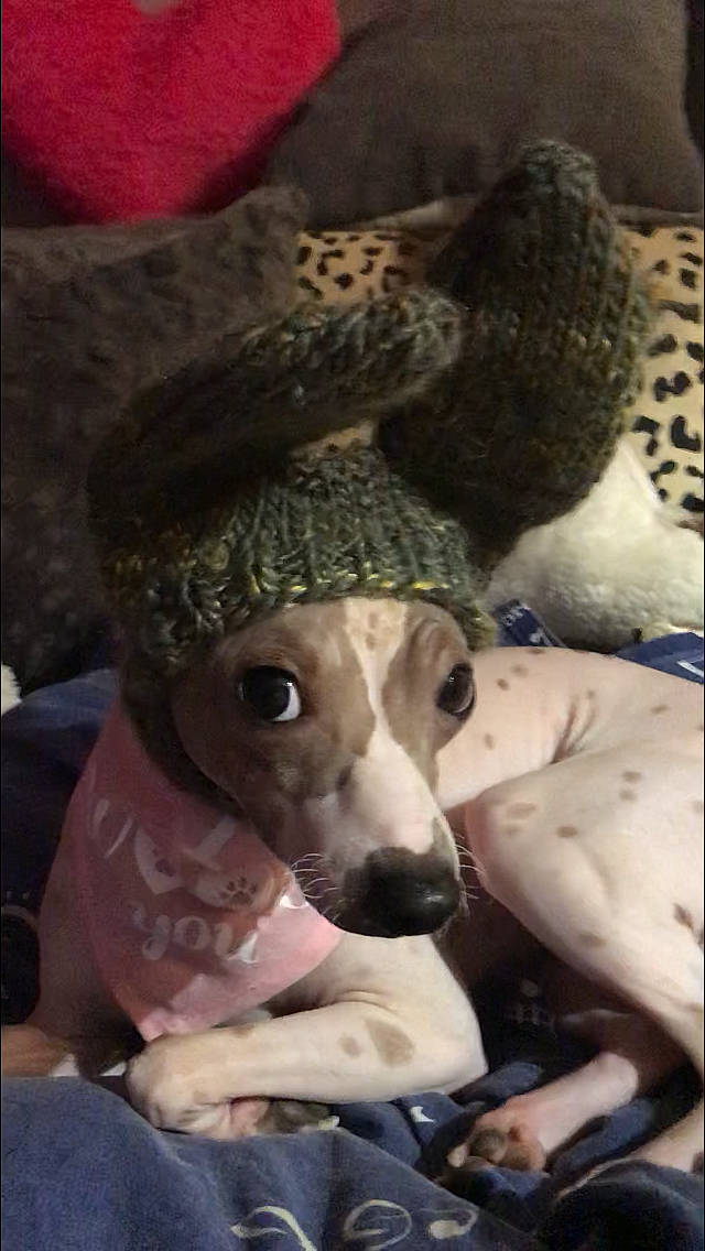 Lybertine participe au concours pour gagner de l'argent avec cette photo : american_hairless_terrier, canidae, carnivore, companion_dog, dog, dog_breed, italian_greyhound, lurcher, mammal, whippet