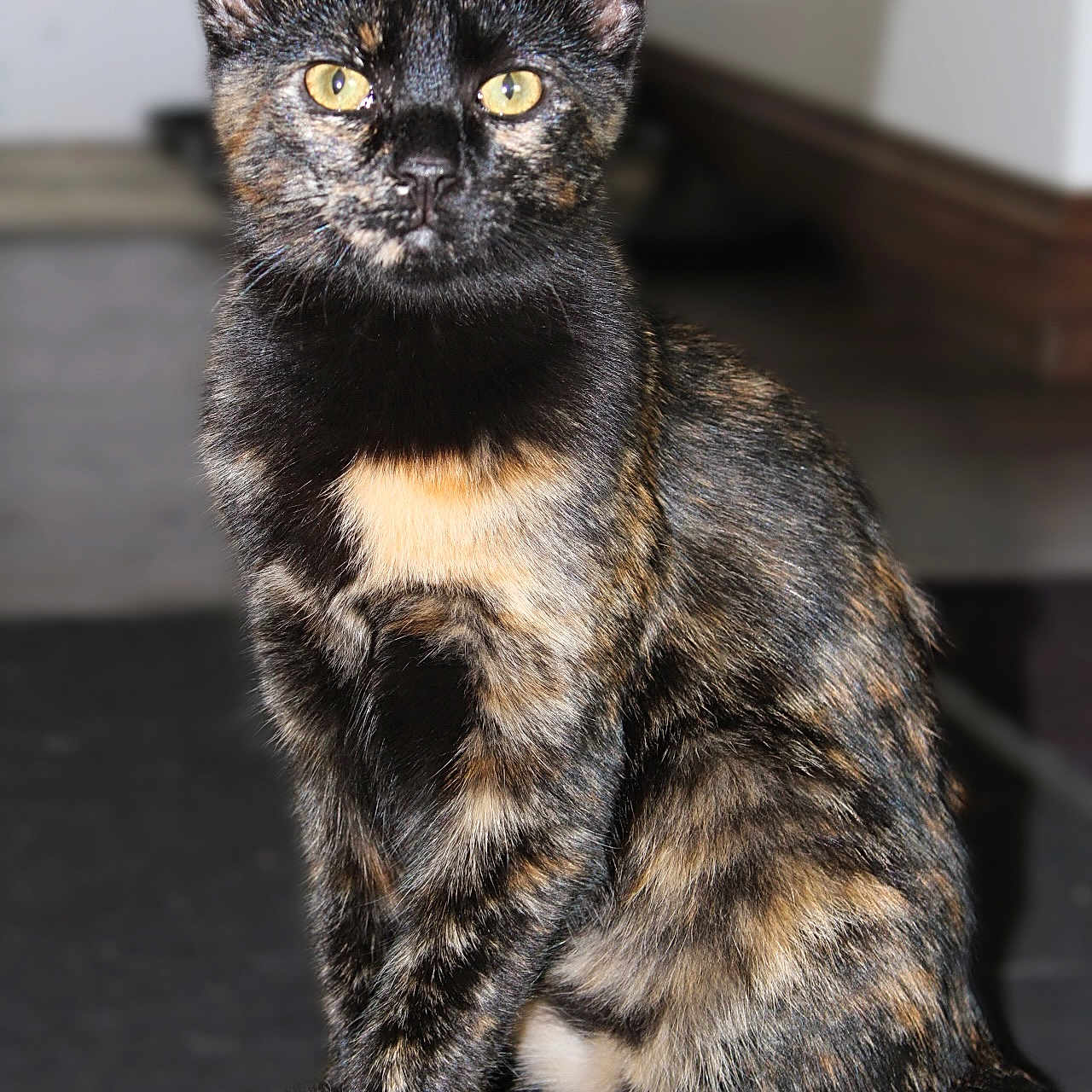 Luna joined the competition — help win amazing prizes! animal, black, brown, cat, closeup, curious, cute, domestic, eyes, feline, fur, house, indoor, mammal, pet, portrait, sitting, tail, tortoiseshell, whiskers