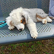 Blue participe au concours pour gagner de l'argent avec cette photo : puppy, dog, sleeping, fluffy, white_fur, brown_patches, pet, animal, park, bench, outdoor, grass, paw, nose, relaxed, cute, nap, portrait, sunlight, leash