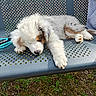 puppy, dog, sleeping, fluffy, white_fur, brown_patches, pet, animal, park, bench, outdoor, grass, paw, nose, relaxed, cute, nap, portrait, sunlight, leash