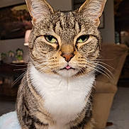 Chloe is registered to the contest to win money with this photo: animal, blurred_background, cat, close_up, cozy, cute, ears, expression, feline, furniture, green_eyes, indoor, living_room, pet, sitting, soft_blanket, tabby, tongue_out, whiskers, white_chest