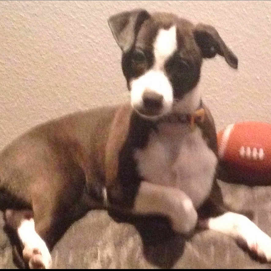 Daisy is registered to the contest to win money with this photo: americanfootball, americanfootballball, animal, ball, beagle, bostonbull, boxer, bulldog, canine, chihuahua, dog, football, hound, husky, pet, puppy, snout, sport, tennis, tennisball
