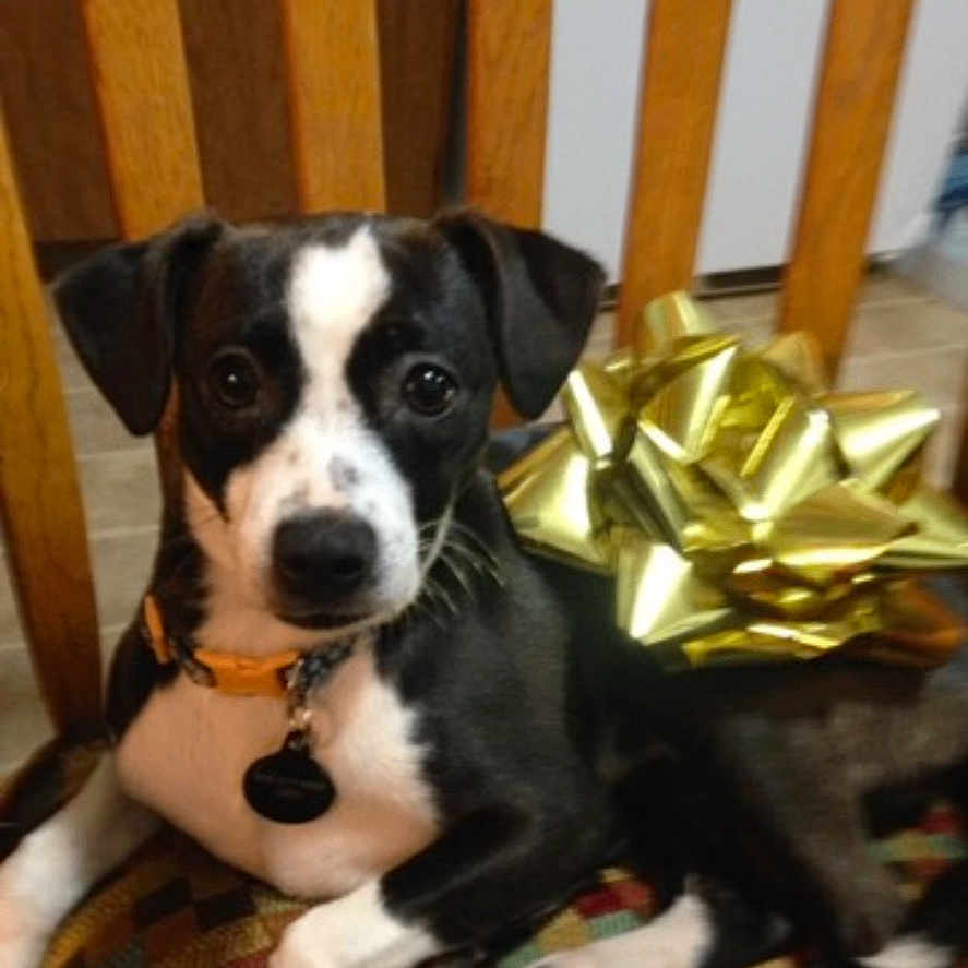 Daisy joined the competition — help win amazing prizes! accessories, aluminium, animal, appenzeller, bostonbull, boxer, bulldog, canine, crib, dog, furniture, greatdane, hound, infantbed, labradorretriever, pet, pointer, puppy, strap, text