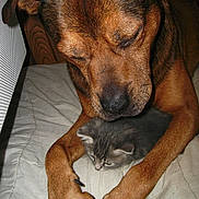 Buzz a rejoint le concours — aidez-le/la à gagner de superbes lots ! dog, kitten, animal, pet, brown_dog, gray_kitten, bed, paws, close_up, indoor, furry, cute, friendship, sleepy, tender, comfort, companion, domestic, resting, cozy