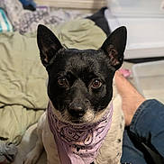 Kaiser joined the competition — help win amazing prizes! animal_photography, bandana, bed, bedding, bedroom, black_dog, blanket, brown_eyes, centered_subject, close_up, cozy, dog, expressive_face, home, indoors, lavender_bandana, pet, portrait, sitting, upright_ears