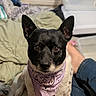 animal_photography, bandana, bed, bedding, bedroom, black_dog, blanket, brown_eyes, centered_subject, close_up, cozy, dog, expressive_face, home, indoors, lavender_bandana, pet, portrait, sitting, upright_ears