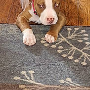 Clifford joined the competition — help win amazing prizes! animal, brown, close_up, collar, cute, dog, domestic_animal, floor, indoor, lying_down, patterned_rug, paws, pet, puppy, red_eyes, resting, rug, white, wooden_floor, young_dog