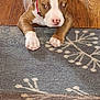 animal, brown, close_up, collar, cute, dog, domestic_animal, floor, indoor, lying_down, patterned_rug, paws, pet, puppy, red_eyes, resting, rug, white, wooden_floor, young_dog