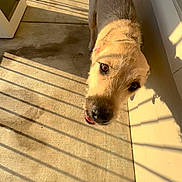 Ulrich is registered to the contest to win money with this photo: animal, architecture, building, canine, clothing, dog, footwear, house, indoors, interiordesign, outdoors, person, pet, pig, puppy, shelter, shoe, sitting, sneaker, wood