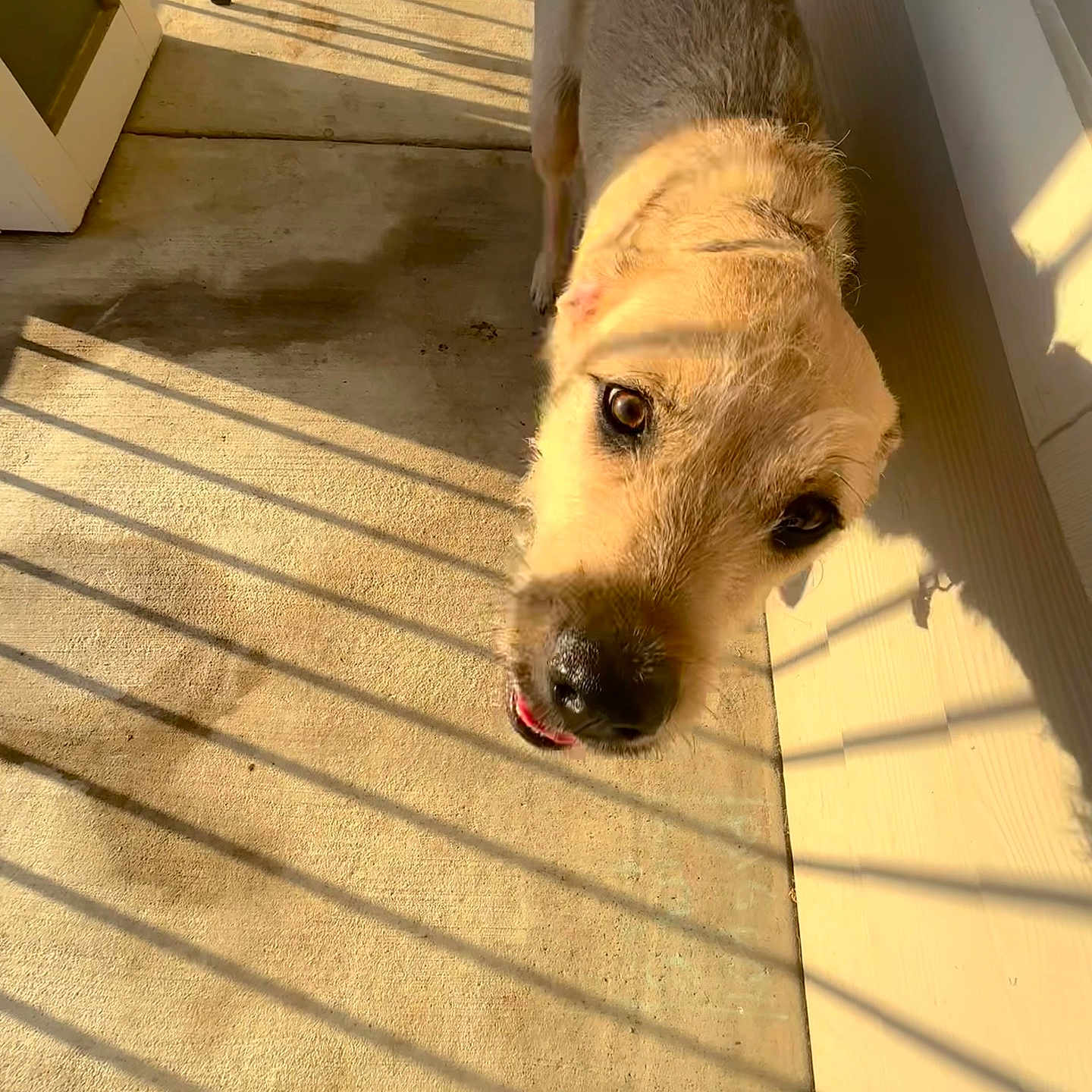 Ulrich is registered to the contest to win money with this photo: animal, architecture, building, canine, clothing, dog, footwear, house, indoors, interiordesign, outdoors, person, pet, pig, puppy, shelter, shoe, sitting, sneaker, wood