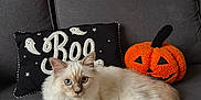 Scotty a rejoint le concours — aidez-le/la à gagner de superbes lots ! cat, fluffy, couch, gray, pillow, boo, ghost, pumpkin, plush, halloween, indoor, pet, animal, relaxed, blue_eyes, feline, decor, cozy, cute, soft
