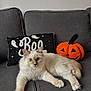 cat, fluffy, couch, gray, pillow, boo, ghost, pumpkin, plush, halloween, indoor, pet, animal, relaxed, blue_eyes, feline, decor, cozy, cute, soft