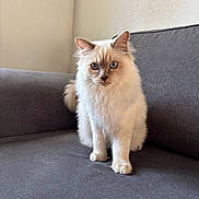 Scotty a rejoint le concours — aidez-le/la à gagner de superbes lots ! cat, fluffy, blue_eyes, sitting, gray_couch, indoor, pet, feline, curious, fur, animal, portrait, domestic_cat, looking_at_camera, whiskers, ears, tail, soft_light, wall, home