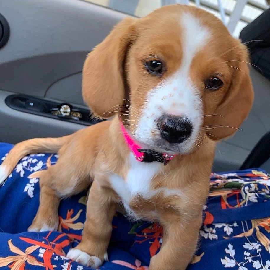 Tequyla a rejoint le concours — aidez-le/la à gagner de superbes lots ! animal, architecture, beagle, blanket, building, canine, city, cushion, dog, face, furniture, head, homedecor, hound, outdoors, person, pet, photography, portrait, puppy
