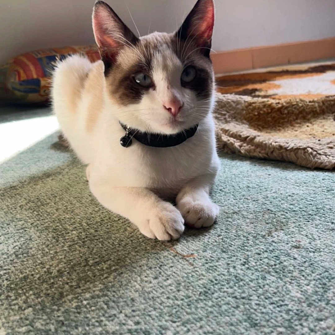 Joy participe au concours pour gagner de l'argent avec cette photo : accessories, animal, blanket, canine, cat, collar, dog, hardwood, head, homedecor, indoors, interiordesign, kitten, manx, pet, puppy, siamese, stainedwood, strap, wood