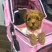Mia is registered to the contest to win money with this photo: puppy, dog, small_dog, curly_fur, brown_fur, pet, stroller, pink_stroller, sitting, front_view, looking_at_camera, black_nose, dark_eyes, fluffy, indoor, wood_floor, pet_carrier, cute, animal, portrait