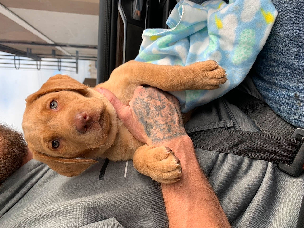 Nova joined the competition — help win amazing prizes! carnivore, comfort, companion_dog, dog, dog_breed, elbow, fawn, gesture, hand, hat, health_care, liver, medical_procedure, service, sleeve, tattoo, thumb, whiskers, working_animal, wrinkle