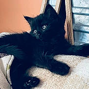Wednesday is registered to the contest to win money with this photo: animal, blackcat, cat, kitten, manx, pet