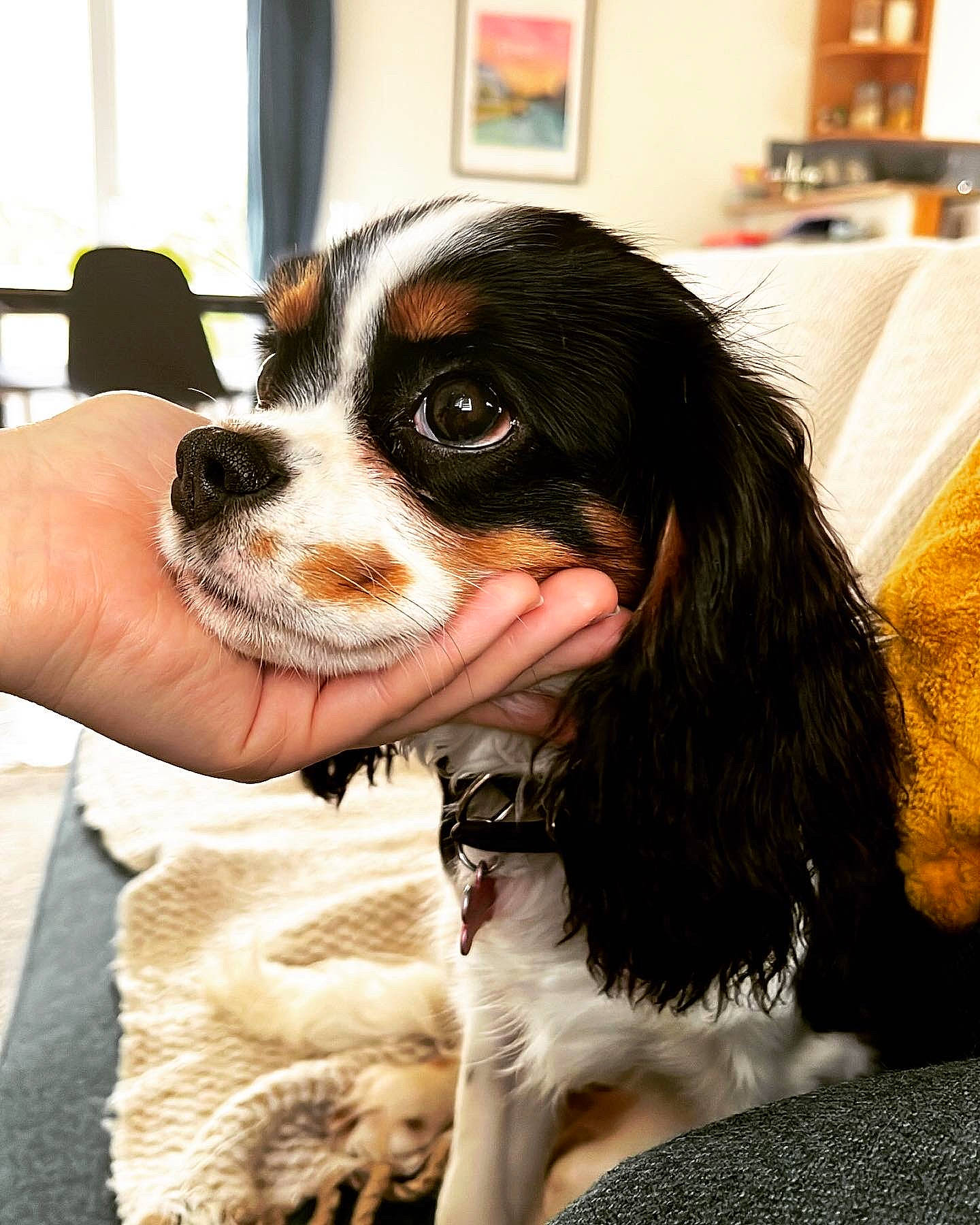 Sookie participe au concours pour gagner de l'argent avec cette photo : bernese_mountain_dog, canidae, carnivore, companion_dog, dog, dog_breed, fur, king_charles_spaniel, picture_frame, puppy, snout, spaniel, sporting_group, toy_dog, whiskers, window, working_animal, working_dog