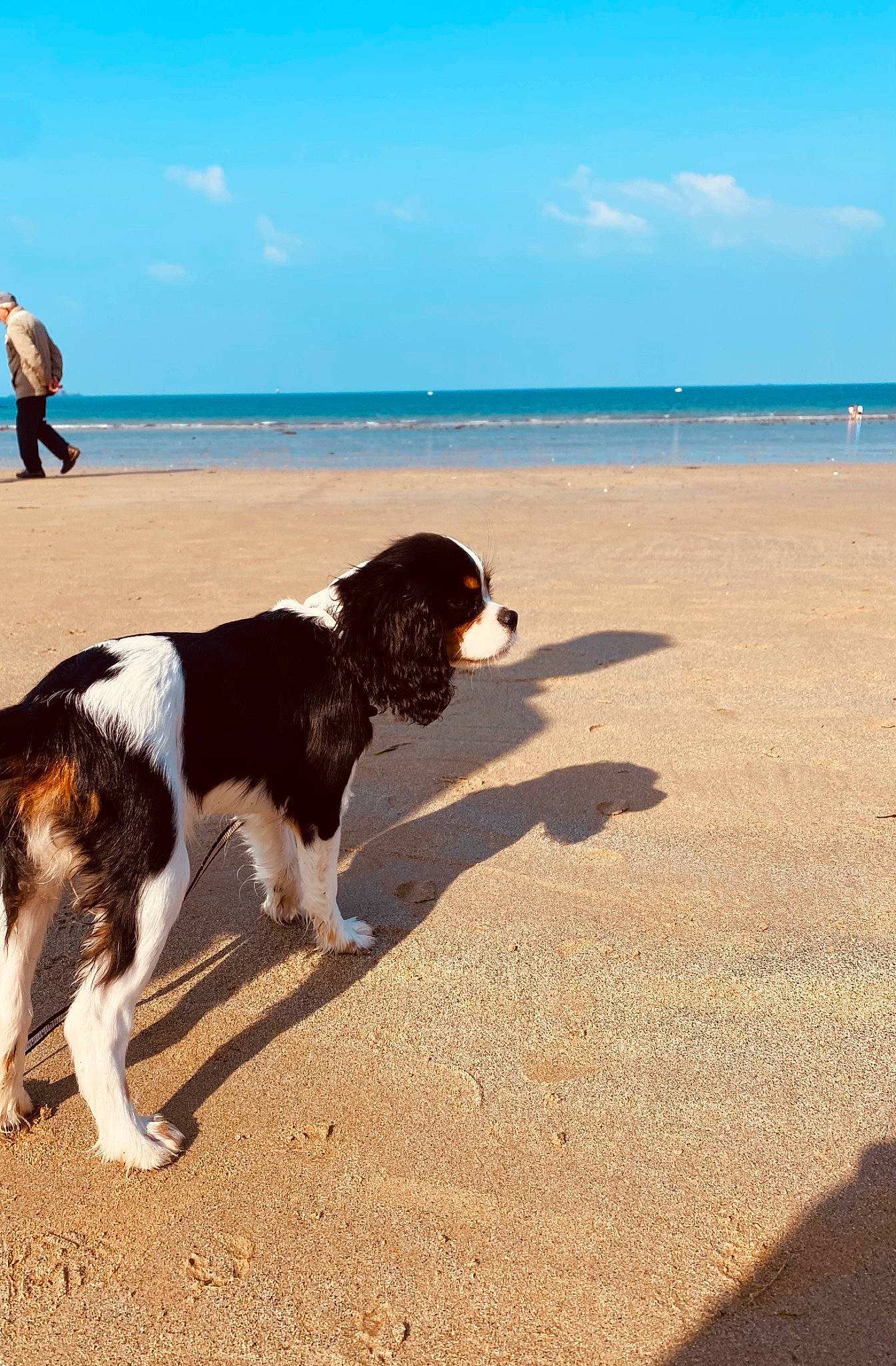 Sookie a rejoint le concours — aidez-le/la à gagner de superbes lots ! beach, blue, canidae, carnivore, cloud, companion_dog, dog, dog_breed, fun, gun_dog, horizon, lake, landscape, leisure, ocean, sand, sky, sporting_group, water, wind_wave