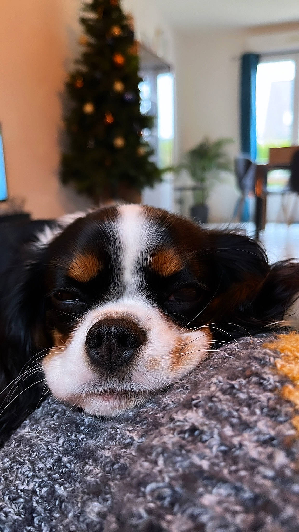 Sookie a rejoint le concours — aidez-le/la à gagner de superbes lots ! ball, canidae, carnivore, christmas, christmas_tree, companion_dog, couch, dog, dog_breed, event, eye, fawn, fur, house, plant, tree, whiskers, window, wood, working_animal