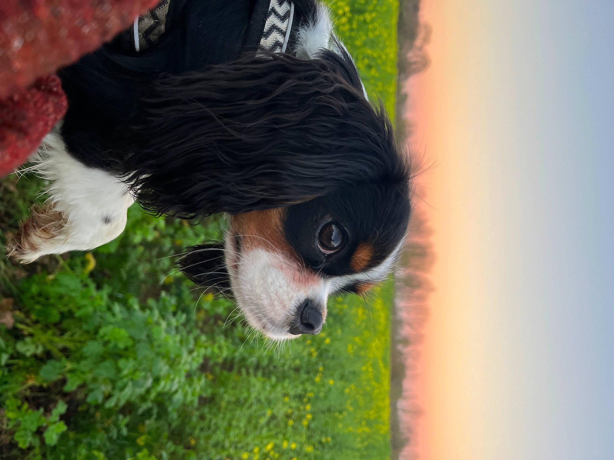 Sookie a rejoint le concours — aidez-le/la à gagner de superbes lots ! canidae, carnivore, companion_dog, dog, dog_breed, fawn, grass, organism, plant, sky, snout, sporting_group, sunglasses, tail, terrestrial_animal, tree, trunk, water, whiskers, working_animal