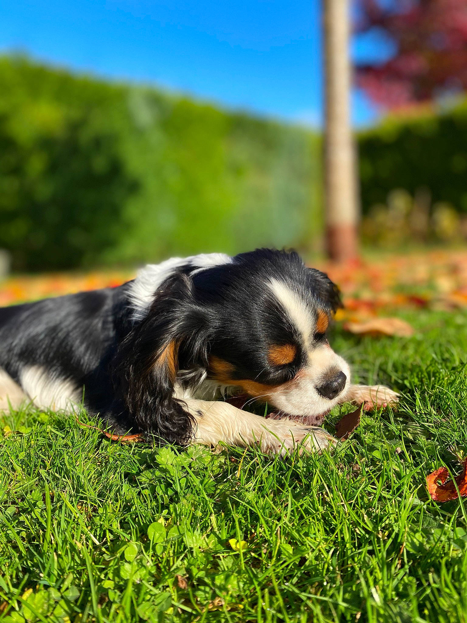 Sookie a rejoint le concours — aidez-le/la à gagner de superbes lots ! bernese_mountain_dog, canidae, carnivore, companion_dog, dog, dog_breed, fur, grass, herding_dog, landscape, natural_landscape, plant, sky, snout, sporting_group, tail, terrestrial_animal, tree, whiskers, working_dog