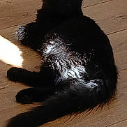 Nacho is registered to the contest to win money with this photo: cat, black_cat, animal, pet, floor, wooden_floor, sunlight, indoor, fur, relaxed, laying, tail, ears, whiskers, domestic_cat, cute, curious, cozy, home, shadow