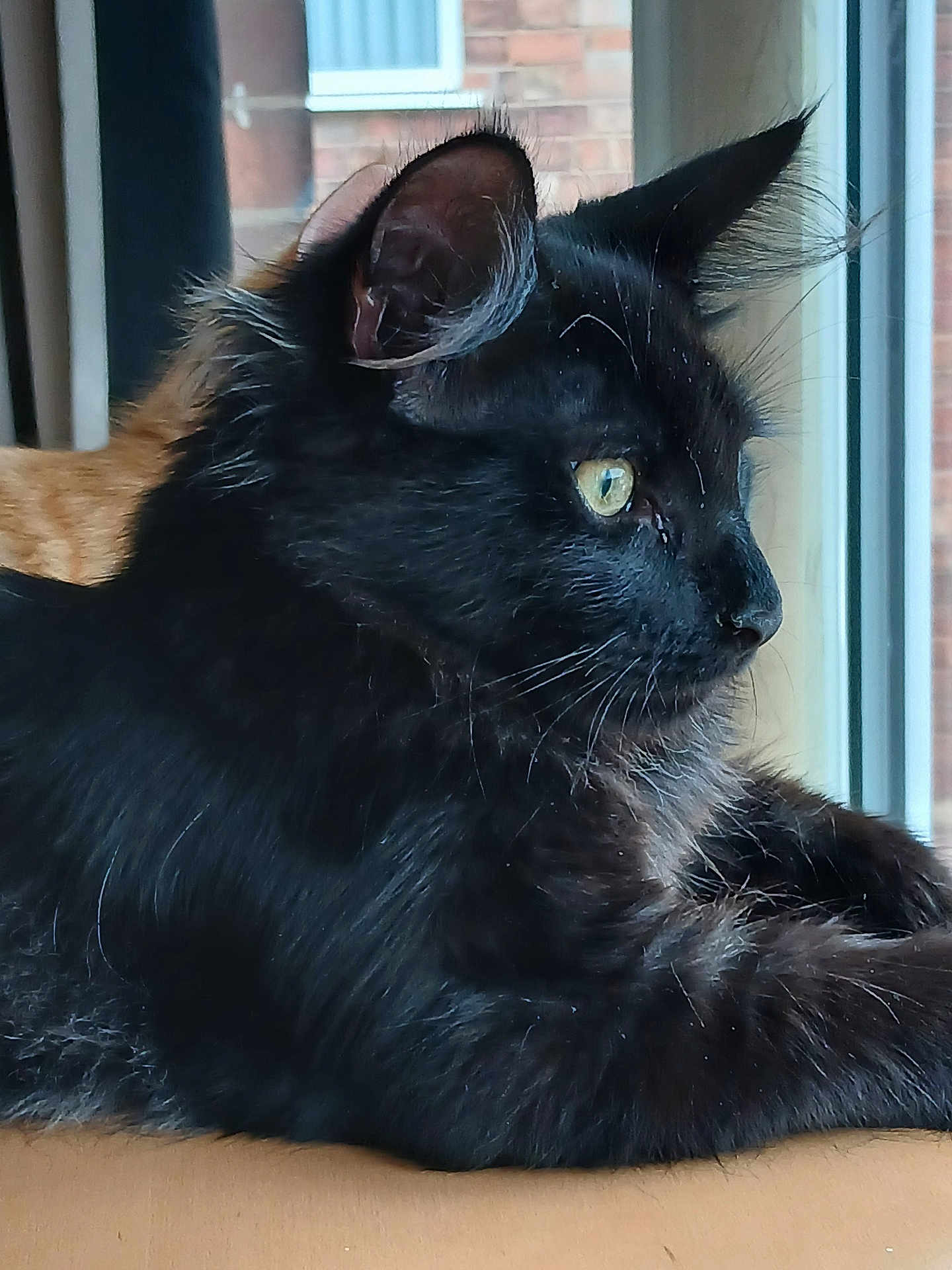 Nacho joined the competition — help win amazing prizes! cat, black_cat, window, animal, pet, fur, whiskers, ears, yellow_eyes, indoor, looking_out, side_view, domestic_cat, resting, closeup, natural_light, curious, feline, portrait, windowsill