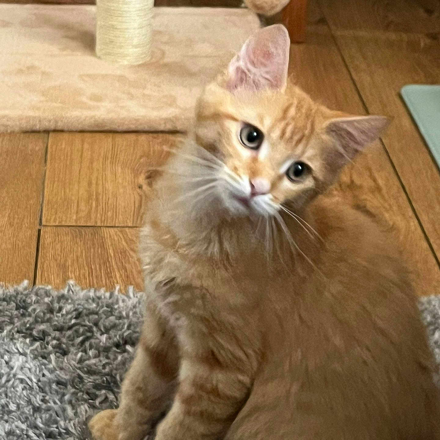 Lilly joined the competition — help win amazing prizes! animal, cat, curious, cute, domestic_cat, ears, feline, fluffy_fur, house_pet, indoor, orange_tabby, pet, playful, rug, scratching_post, shaggy_rug, sitting, tilted_head, whiskers, wooden_floor