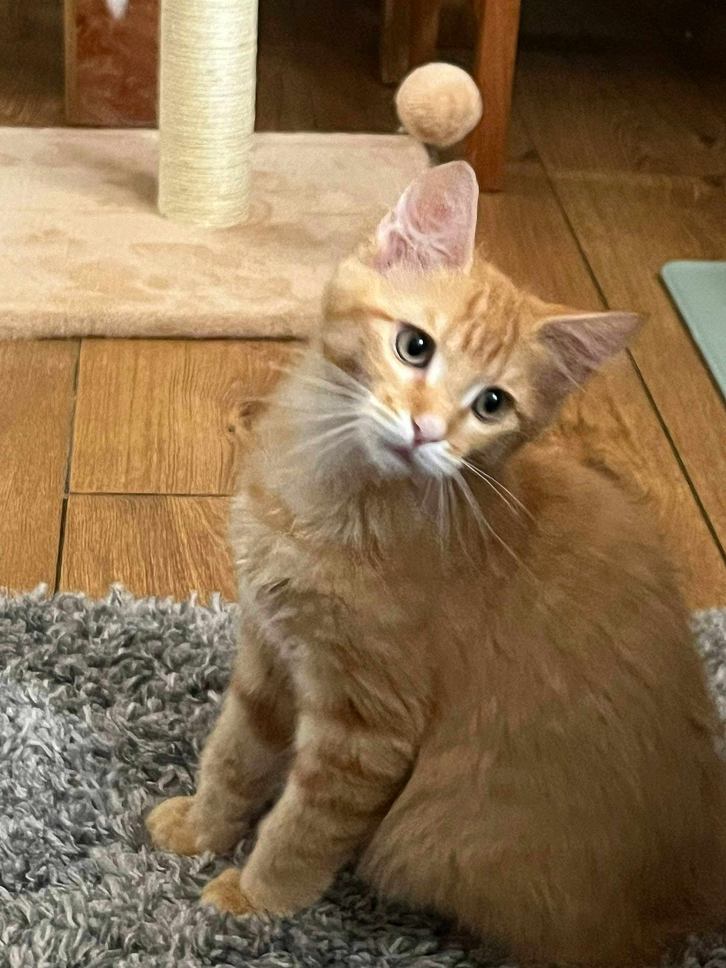 Lilly joined the competition — help win amazing prizes! cat, orange_tabby, fluffy_fur, curious, tilted_head, indoor, rug, shaggy_rug, wooden_floor, scratching_post, pet, cute, feline, whiskers, ears, sitting, domestic_cat, playful, animal, house_pet